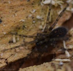 Wood House Spider