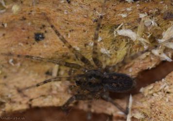 Wood House Spider