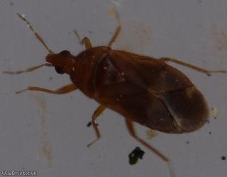 Cardiastethus fasciiventris