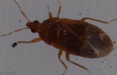 Cardiastethus fasciiventris