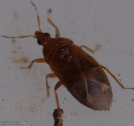 Cardiastethus fasciiventris