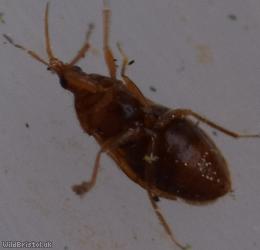 Cardiastethus fasciiventris