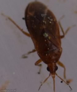 Cardiastethus fasciiventris