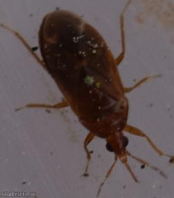 Cardiastethus fasciiventris