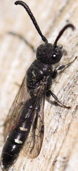 Five-spotted Club-horned Wasp
