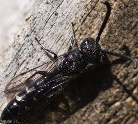 Five-spotted Club-horned Wasp