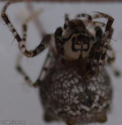 Ero aphana