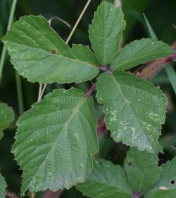 Elm-leaved Bramble