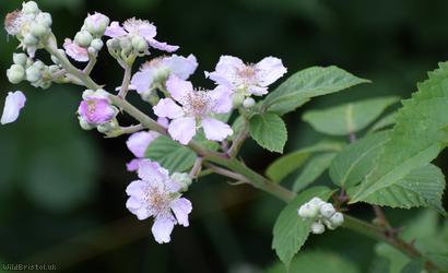 Elm-leaved Bramble