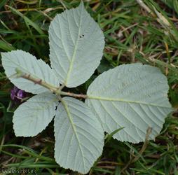Elm-leaved Bramble