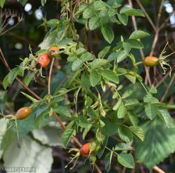 Sweet-briar
