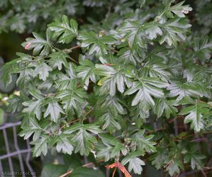 image for Large-sepalled Hawthorn