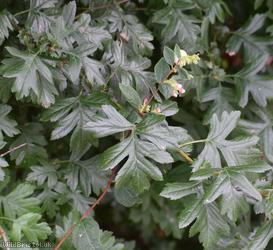 Large-sepalled Hawthorn