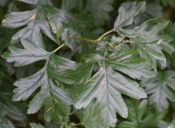 Large-sepalled Hawthorn
