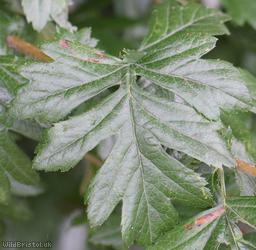 Large-sepalled Hawthorn