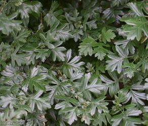 Large-sepalled Hawthorn