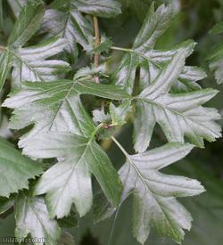 Large-sepalled Hawthorn