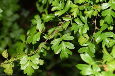 image for Common Hawthorn type 1