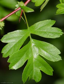 Common Hawthorn type 1