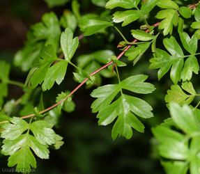 Common Hawthorn type 1