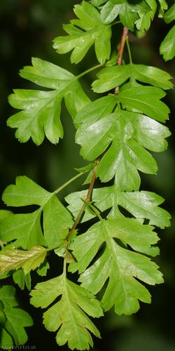 Common Hawthorn type 1
