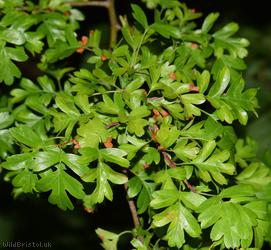 Common Hawthorn type 1