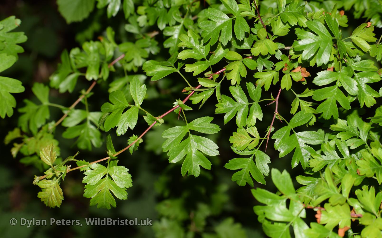 *Crataegus monogyna* type 1