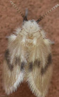 Psychoda sigma