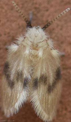 Psychoda sigma