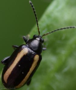 image for Large Striped Flea Beetle