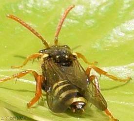 Gooden's Nomad Bee