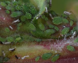 Gooseberry-willowherb Aphid