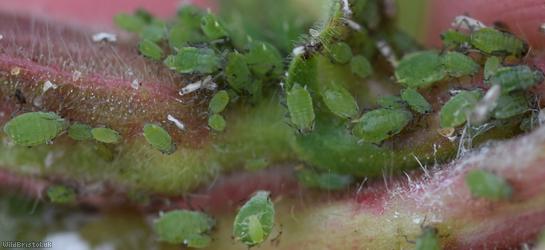 Gooseberry-willowherb Aphid