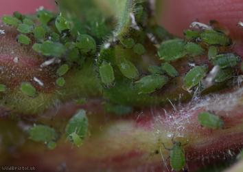 Gooseberry-willowherb Aphid
