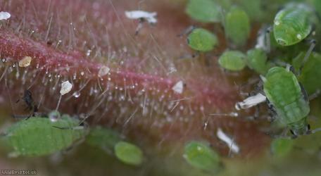 Gooseberry-willowherb Aphid