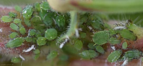 Gooseberry-willowherb Aphid