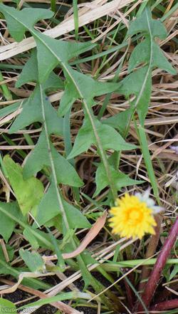 image for Sharp-toothed Dandelion