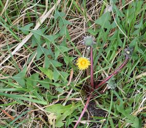 Sharp-toothed Dandelion