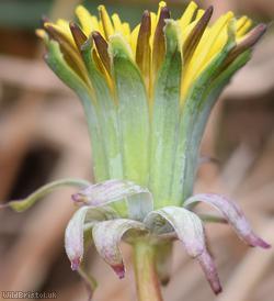 Sharp-toothed Dandelion