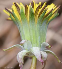 Sharp-toothed Dandelion