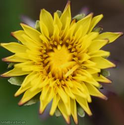 Sharp-toothed Dandelion