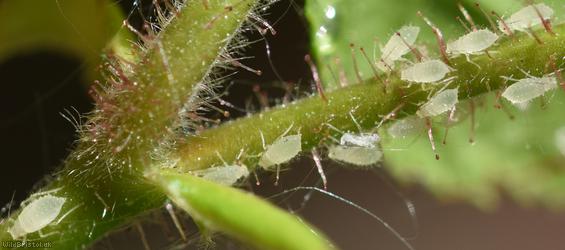 Hazel Aphid