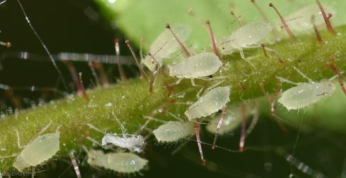Hazel Aphid