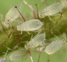Hazel Aphid