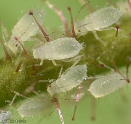 Hazel Aphid