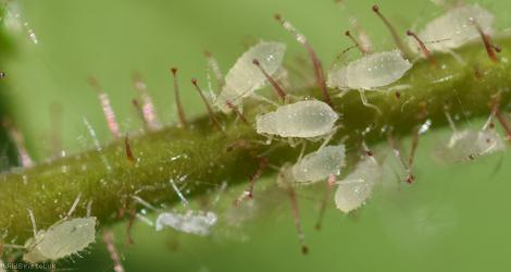 Hazel Aphid