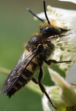 Shiny-vented Sharp-tail Bee