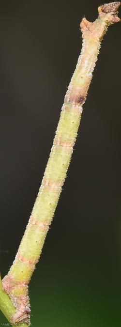 image for Common Emerald
