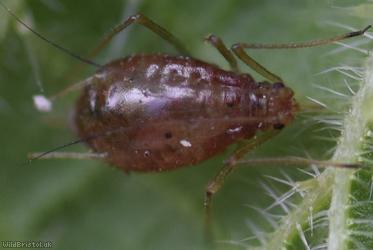 Common Nettle Aphid