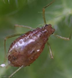 Common Nettle Aphid